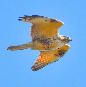 Eastern Buzzard Kasai Rinkai Park Tue, 11/28/2023