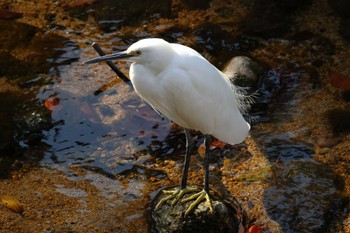 Little Egret 夙川河川敷緑地(夙川公園) Sun, 11/26/2023