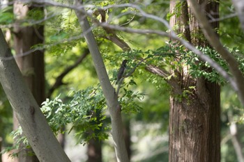 カッコウ 水元公園 2023年10月18日(水)