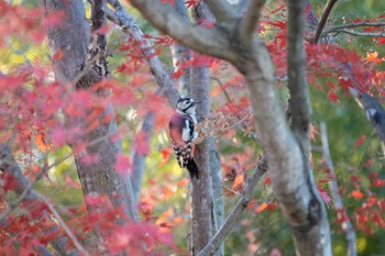 Great Spotted Woodpecker Unknown Spots Thu, 11/30/2023