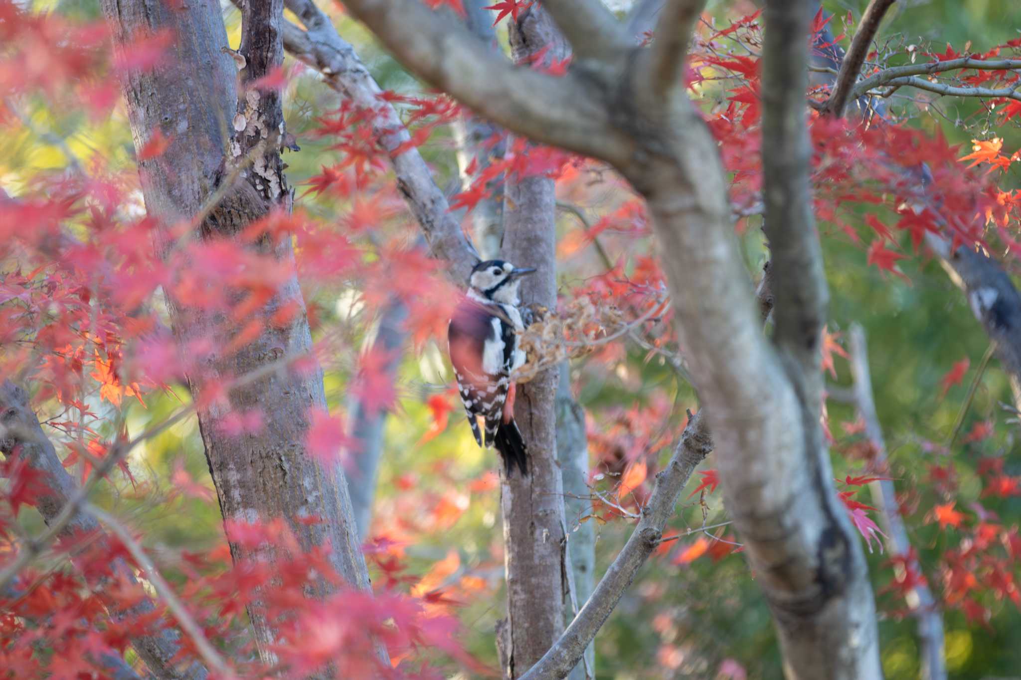 Photo of Great Spotted Woodpecker at  by あっくん