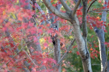 Great Spotted Woodpecker Unknown Spots Thu, 11/30/2023