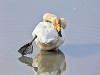 2023年11月23日(木) 蕪栗沼の野鳥観察記録