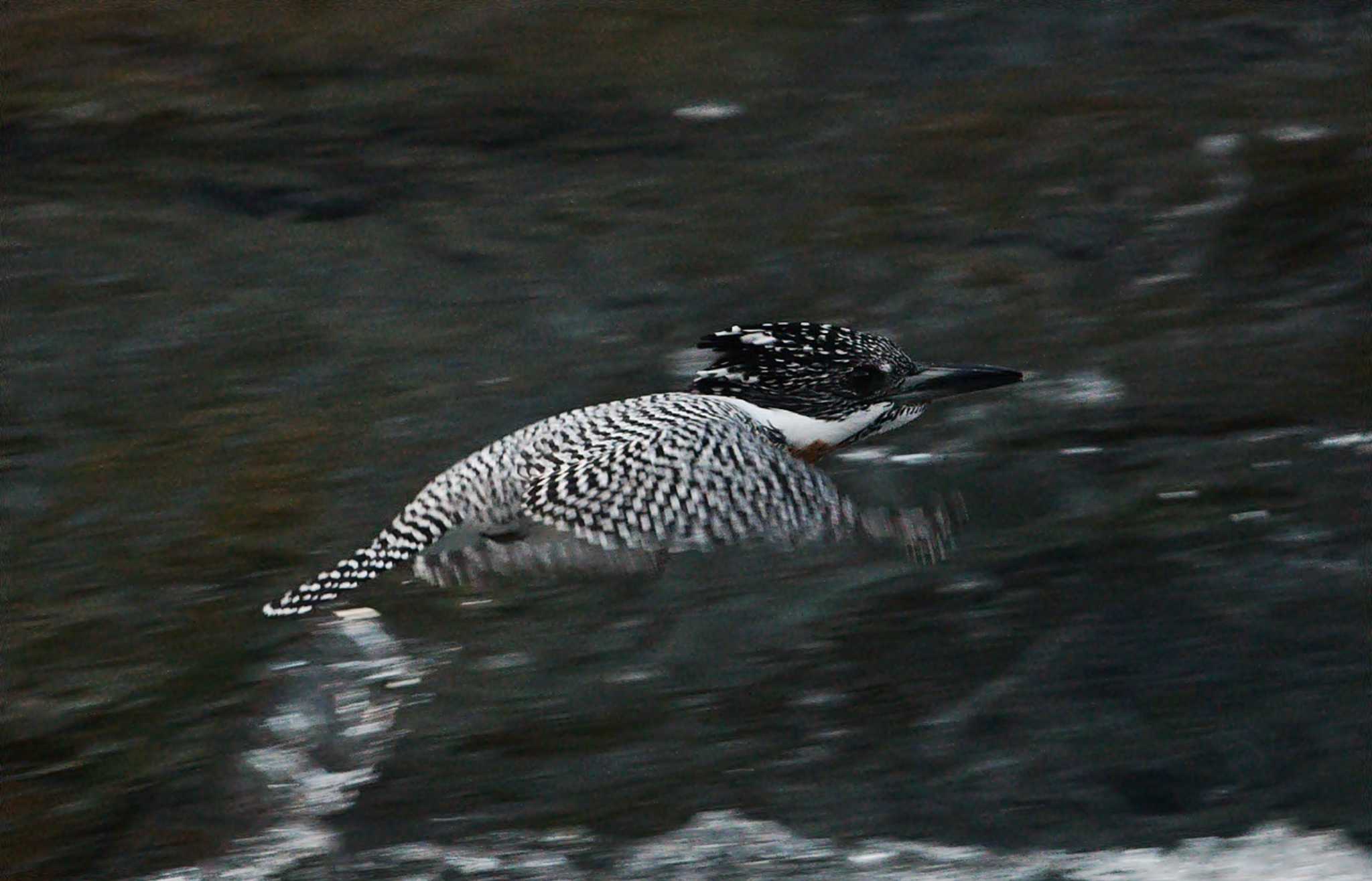 Photo of Crested Kingfisher at  by くまのみ