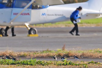 タゲリ 埼玉県川島町 2023年11月25日(土)