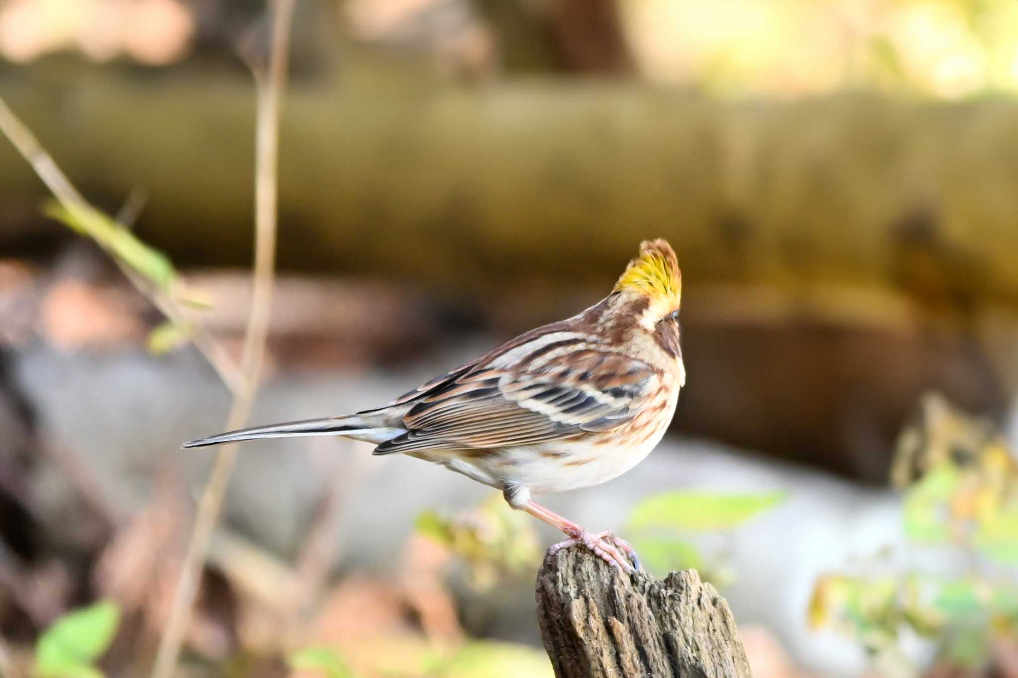 Yellow-throated Bunting