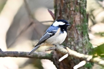 ヒガラ 筑波山 2023年11月30日(木)