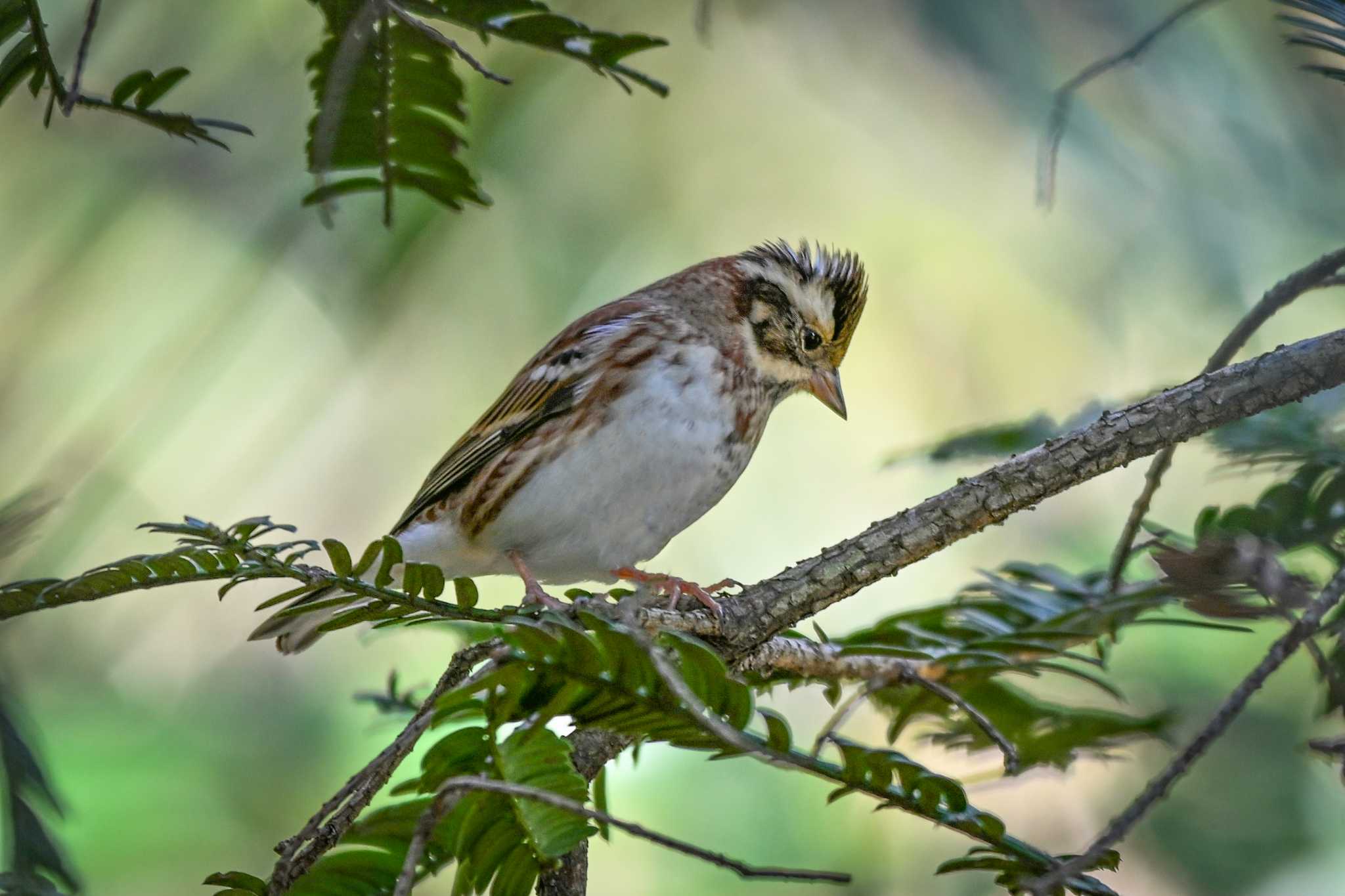 Rustic Bunting