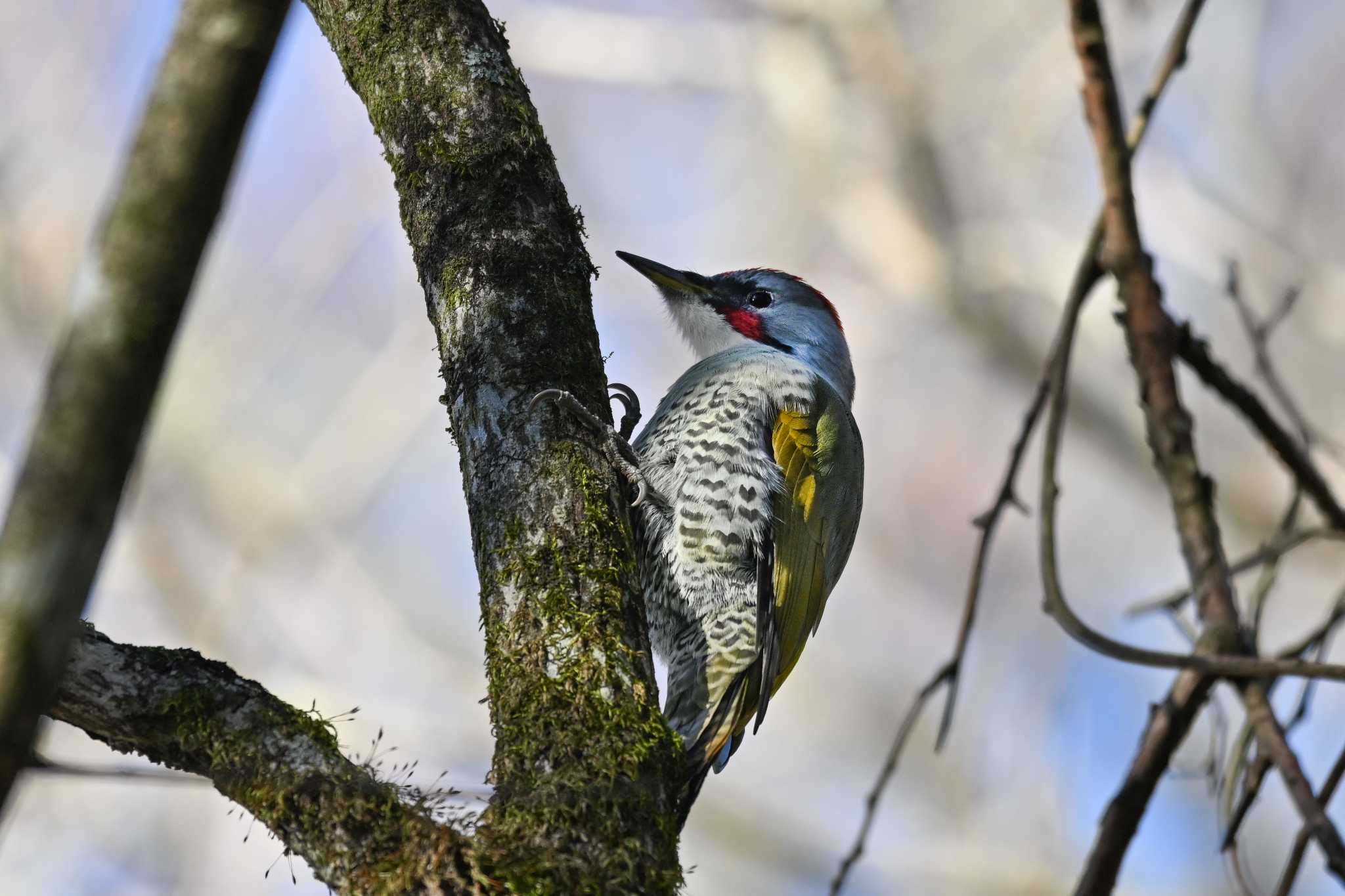 Japanese Green Woodpecker