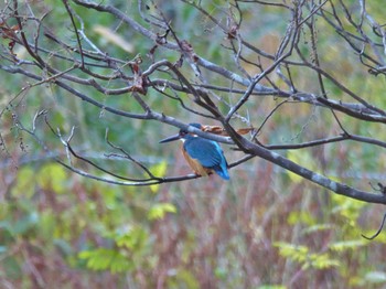 カワセミ きずきの森(北雲雀きずきの森) 2023年11月29日(水)