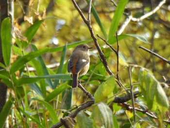 2023年11月29日(水) きずきの森(北雲雀きずきの森)の野鳥観察記録