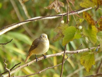 Daurian Redstart 大阪府民の森むろいけ園地 Sun, 11/26/2023