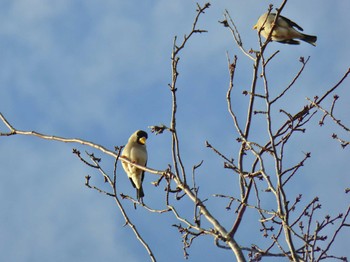 Japanese Grosbeak 大阪府民の森むろいけ園地 Sun, 11/26/2023