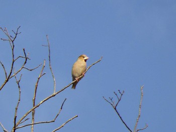 Hawfinch 大阪府民の森むろいけ園地 Sun, 11/26/2023