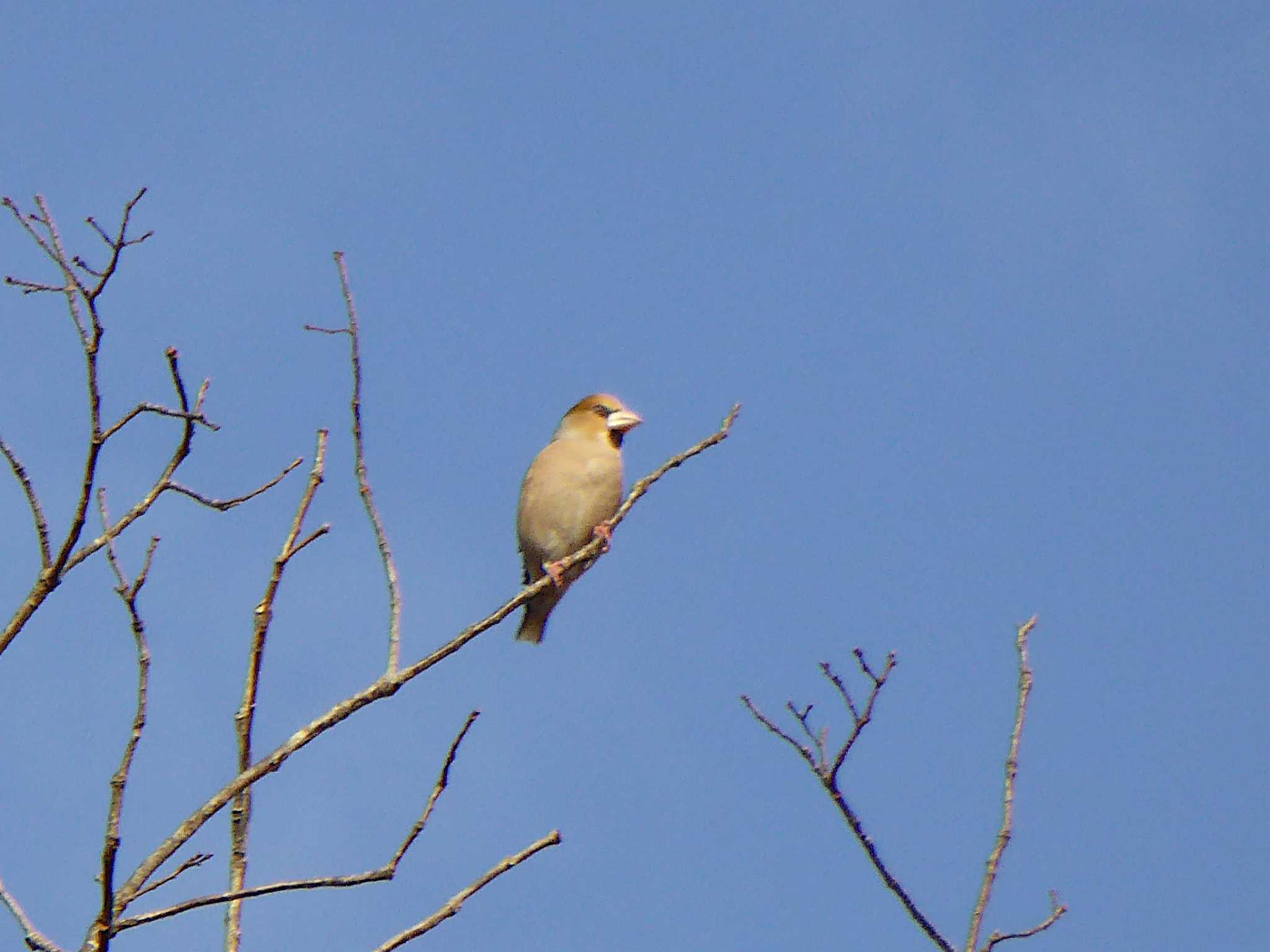 Photo of Hawfinch at 大阪府民の森むろいけ園地 by Toshihiro Yamaguchi