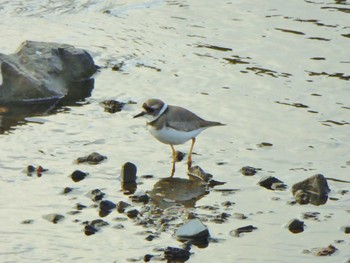 Mon, 11/20/2023 Birding report at 京都 賀茂川沿い