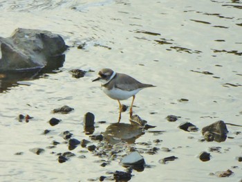 2023年11月20日(月) 京都 賀茂川沿いの野鳥観察記録