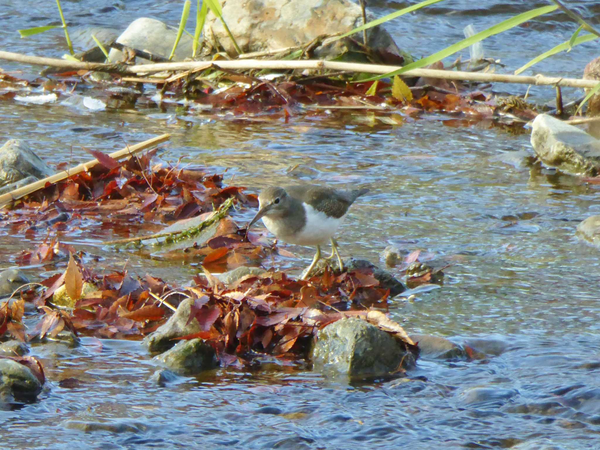 Photo of Common Sandpiper at 京都 賀茂川沿い by Toshihiro Yamaguchi