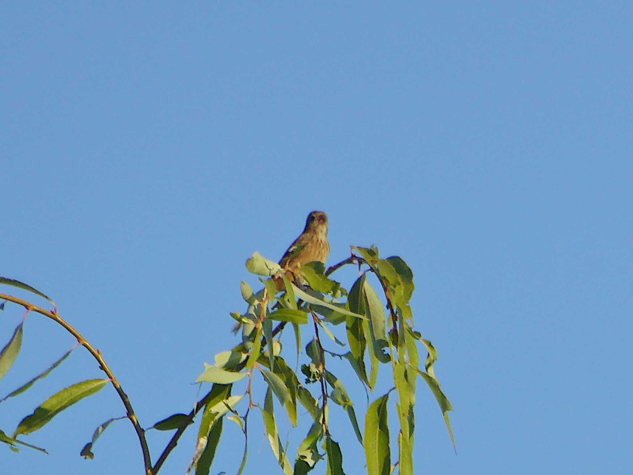 Photo of Siberian Long-tailed Rosefinch at 淀川河川公園 by Toshihiro Yamaguchi