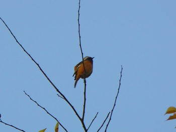 2023年11月8日(水) 高知城の野鳥観察記録