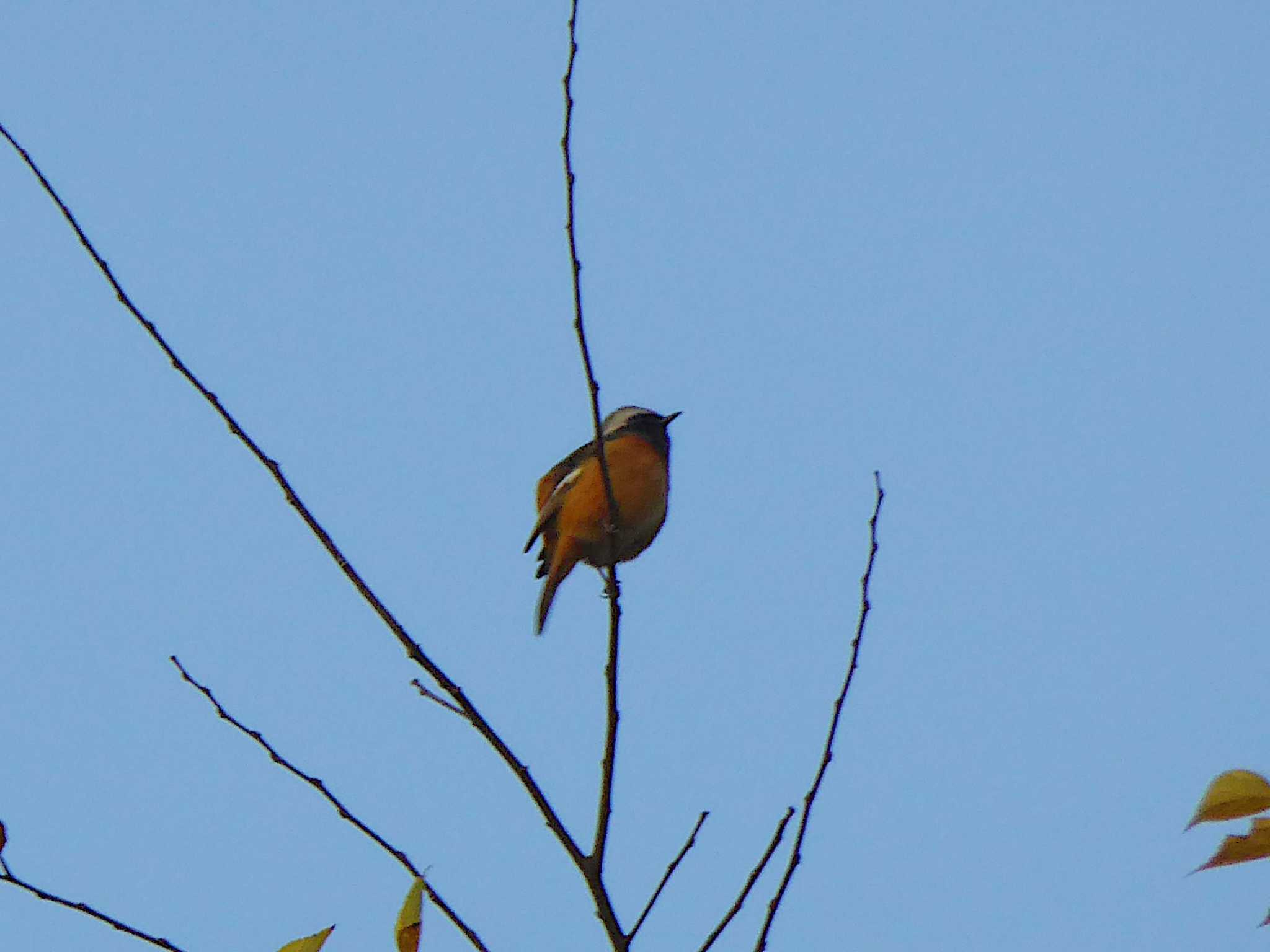 Daurian Redstart