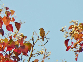 2023年11月5日(日) 夙川河川敷緑地(夙川公園)の野鳥観察記録