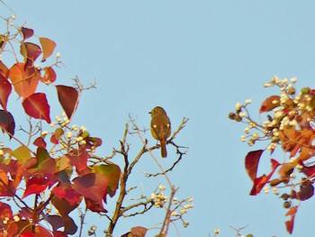 Daurian Redstart 夙川河川敷緑地(夙川公園) Sun, 11/5/2023