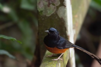 White-rumped Shama 雲南省 Thu, 11/30/2023