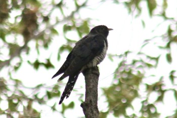 2018年10月13日(土) 羽村市浅間岳頂上の野鳥観察記録