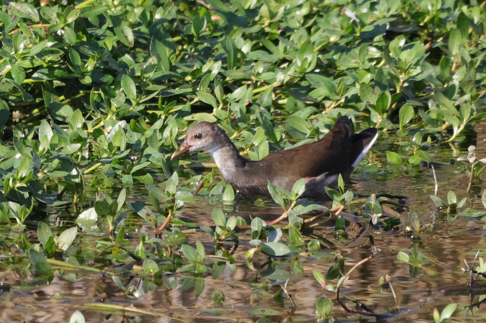 Photo of Common Moorhen at 妙岐ノ鼻 by ひろ