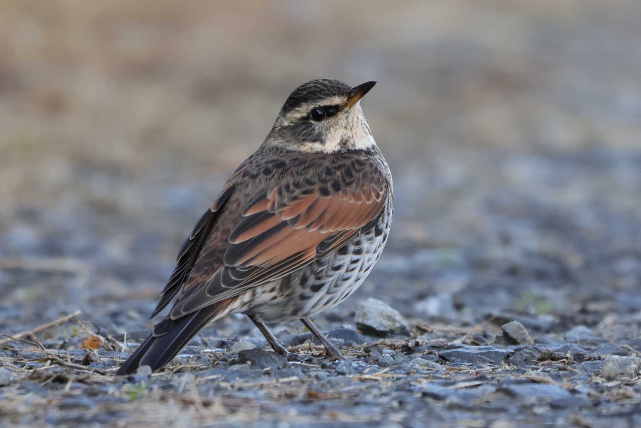 Photo of Dusky Thrush at 妙岐ノ鼻 by ひろ