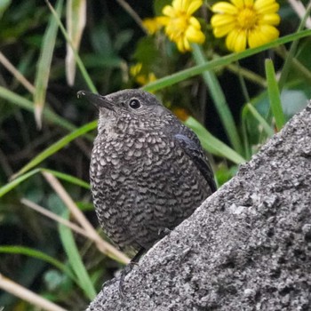 Blue Rock Thrush 観音崎公園 Fri, 12/1/2023