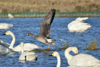 マガン 本埜白鳥の郷 2023年11月30日(木)