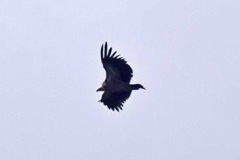 Himalayan Vulture