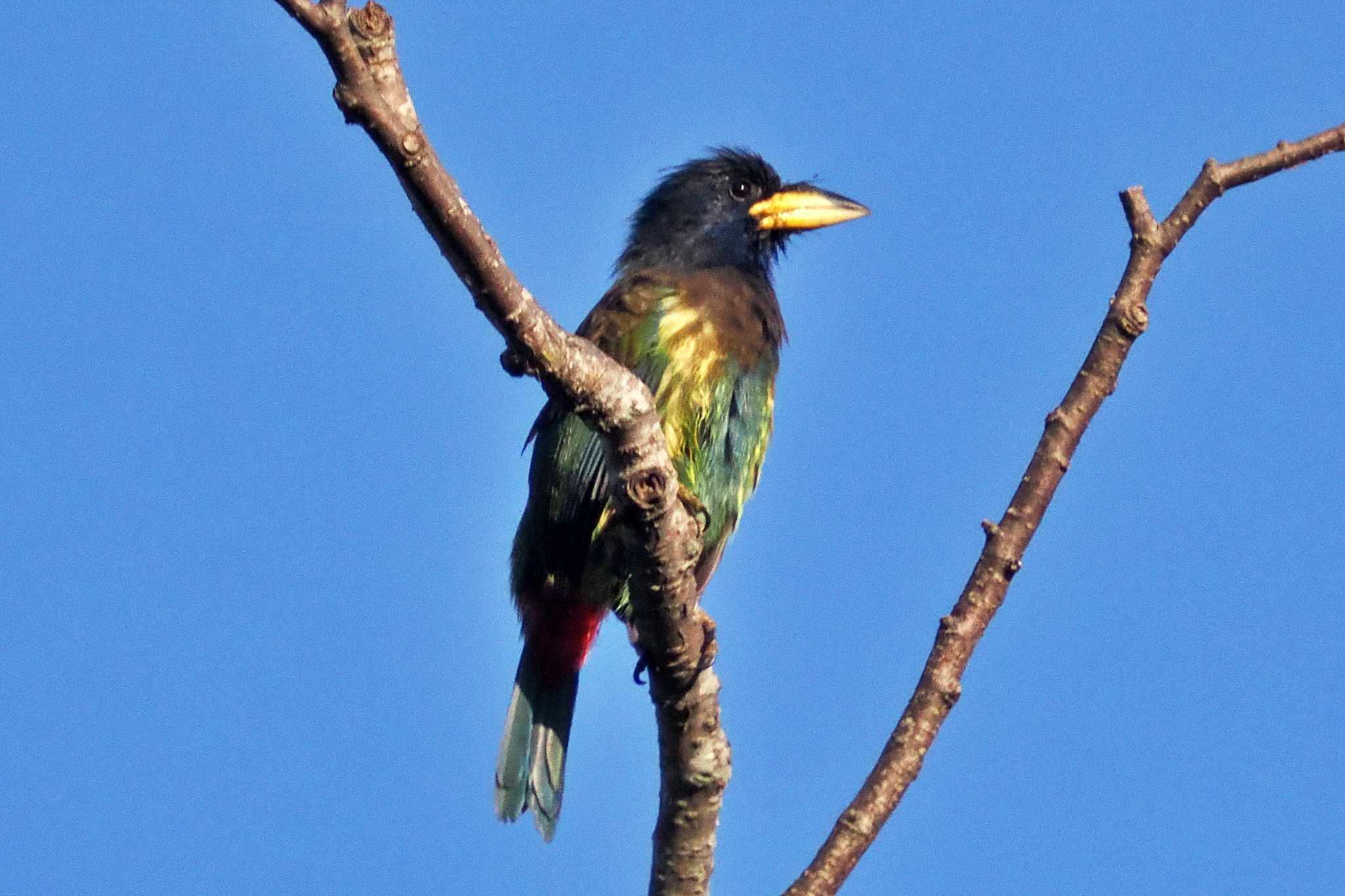 Photo of Great Barbet at ネパール by 藤原奏冥