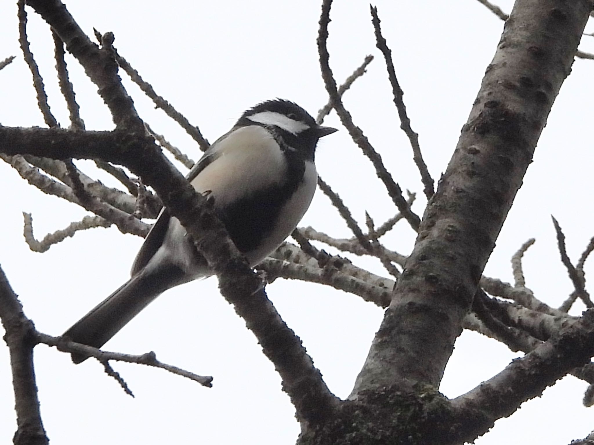 Japanese Tit