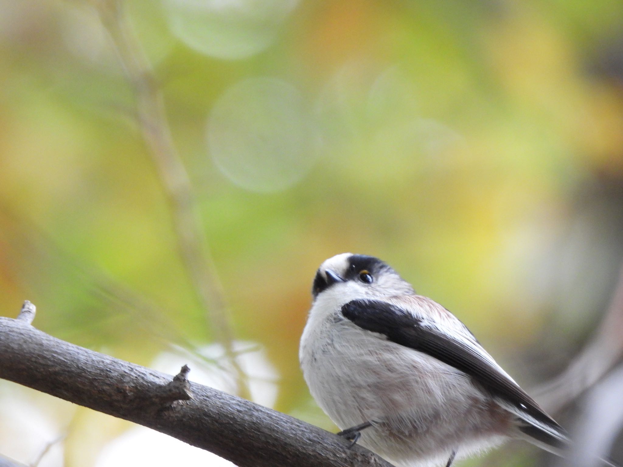 Photo of Long-tailed Tit at 玉川上水 by amy