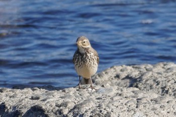 Water Pipit 酒匂川河口 Thu, 11/30/2023