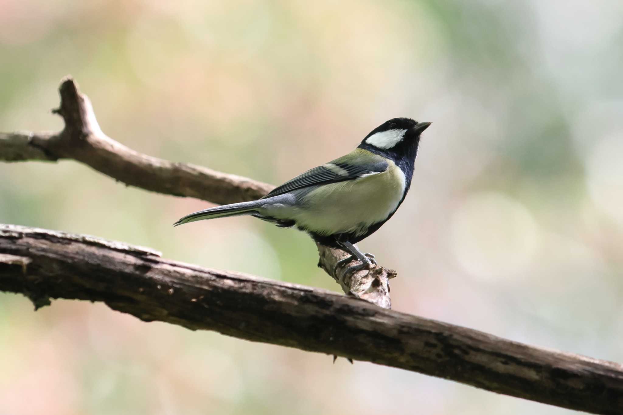 明石公園のシジュウカラ