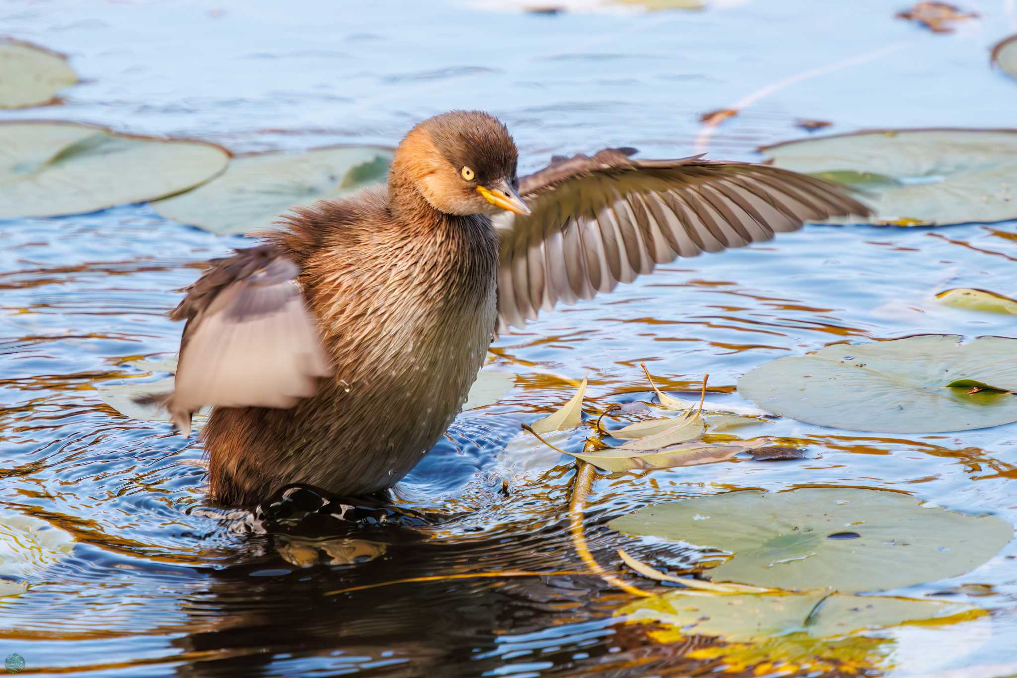 三ツ池公園(横浜市鶴見区) カイツブリの写真 by d3_plus