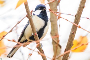 シジュウカラ 三ツ池公園(横浜市鶴見区) 2023年11月26日(日)