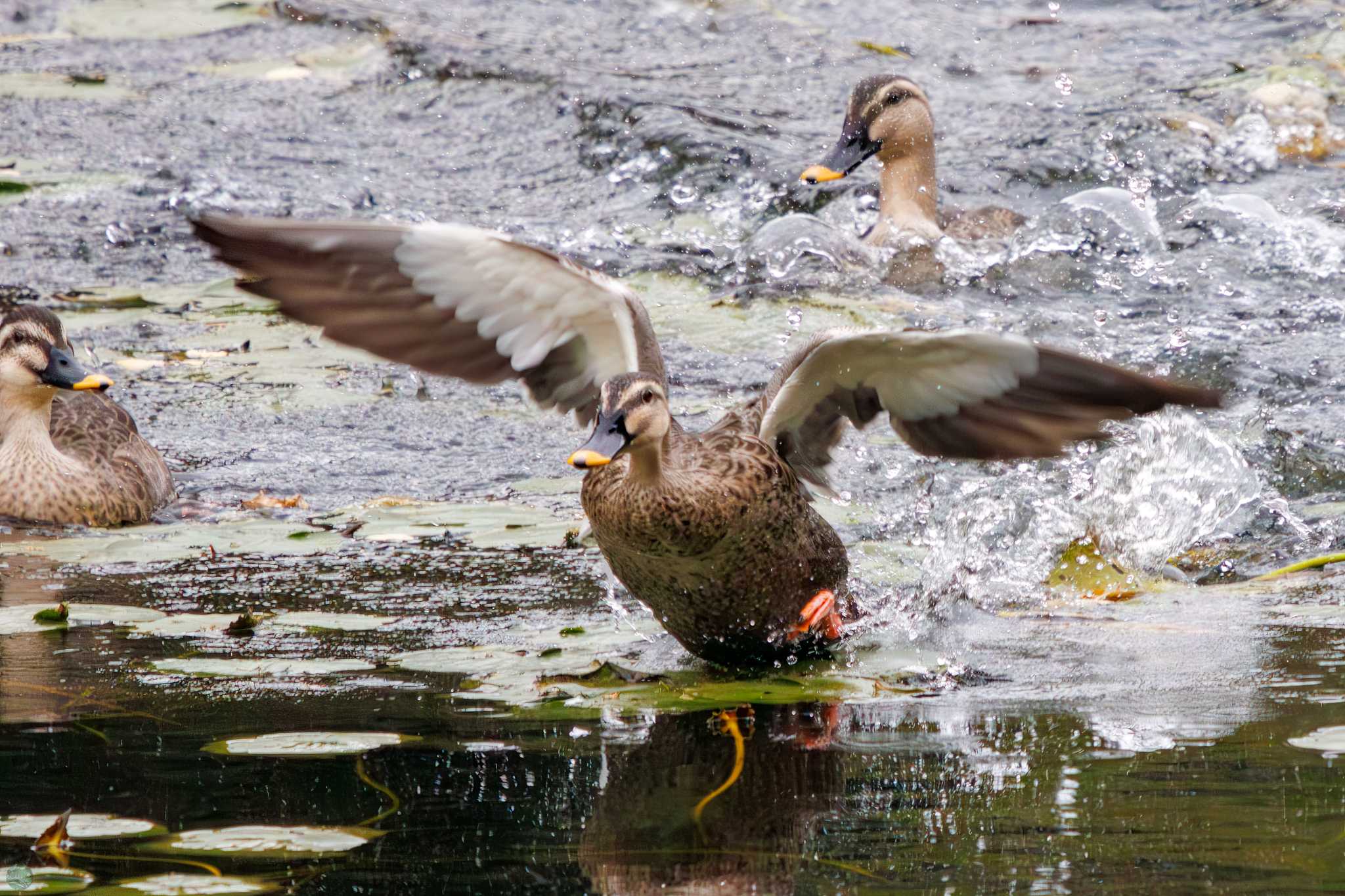 三ツ池公園(横浜市鶴見区) カルガモの写真 by d3_plus