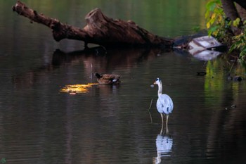 アオサギ 三ツ池公園(横浜市鶴見区) 2023年11月26日(日)