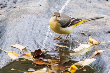 キセキレイ 三ツ池公園(横浜市鶴見区) 2023年11月26日(日)