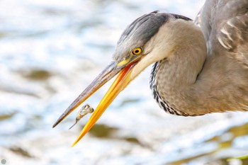 アオサギ 三ツ池公園(横浜市鶴見区) 2023年11月26日(日)