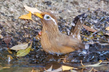 ガビチョウ 三ツ池公園(横浜市鶴見区) 2023年11月26日(日)