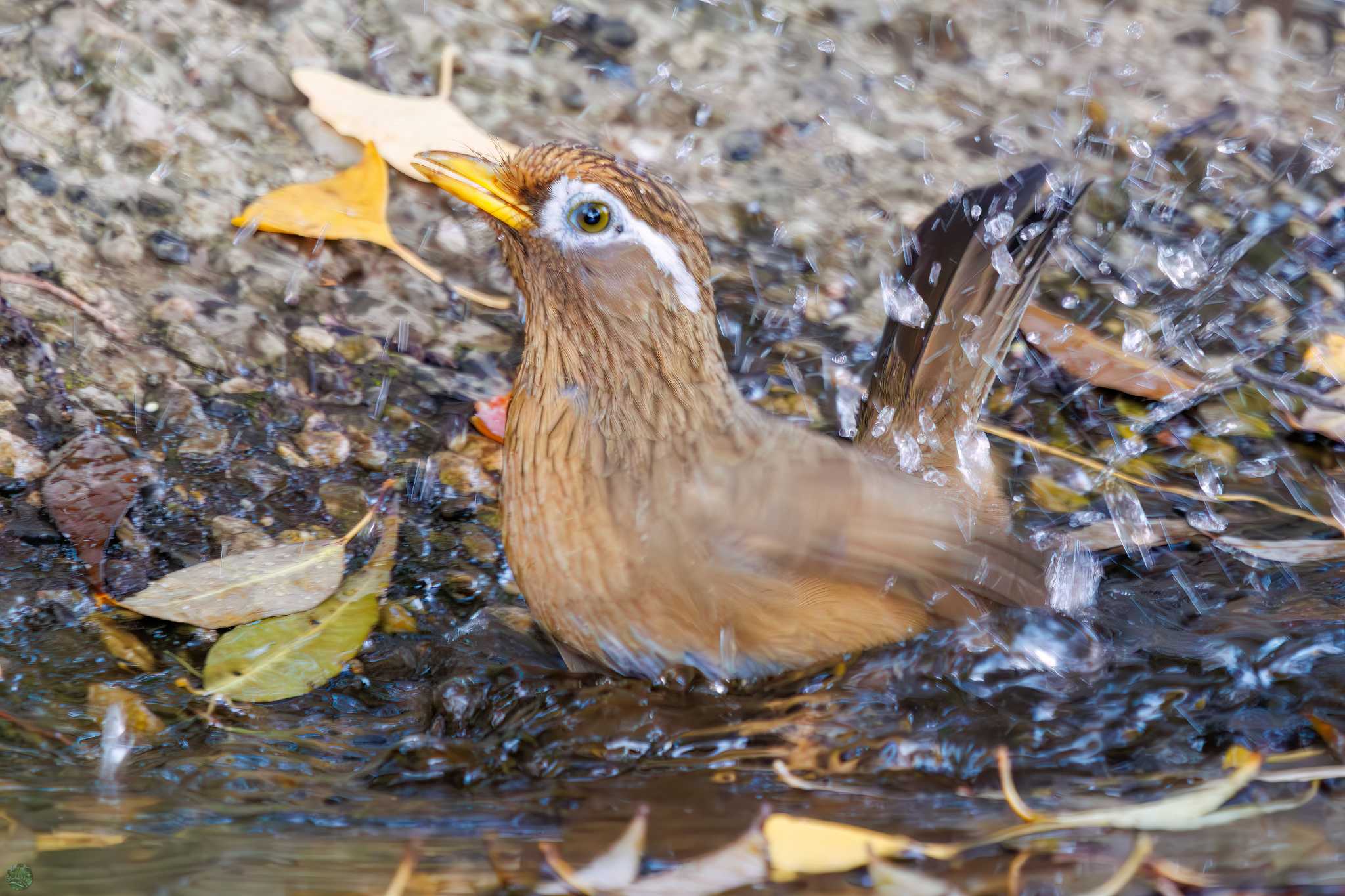 三ツ池公園(横浜市鶴見区) ガビチョウの写真 by d3_plus