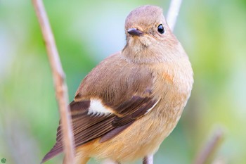 2023年11月26日(日) 三ツ池公園(横浜市鶴見区)の野鳥観察記録