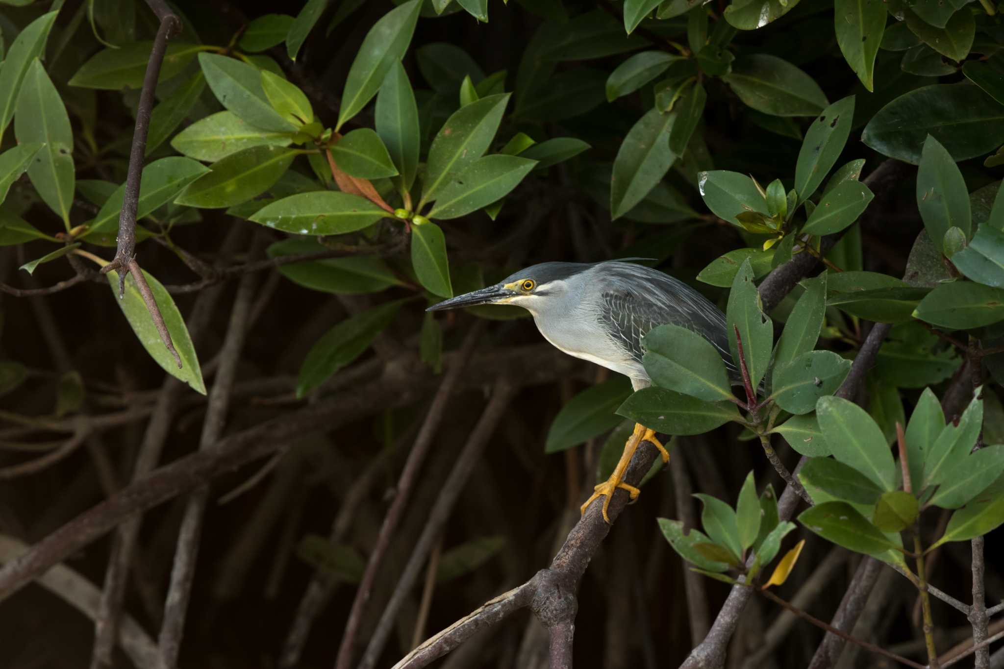 Photo of Striated Heron at Serangan Island by Trio