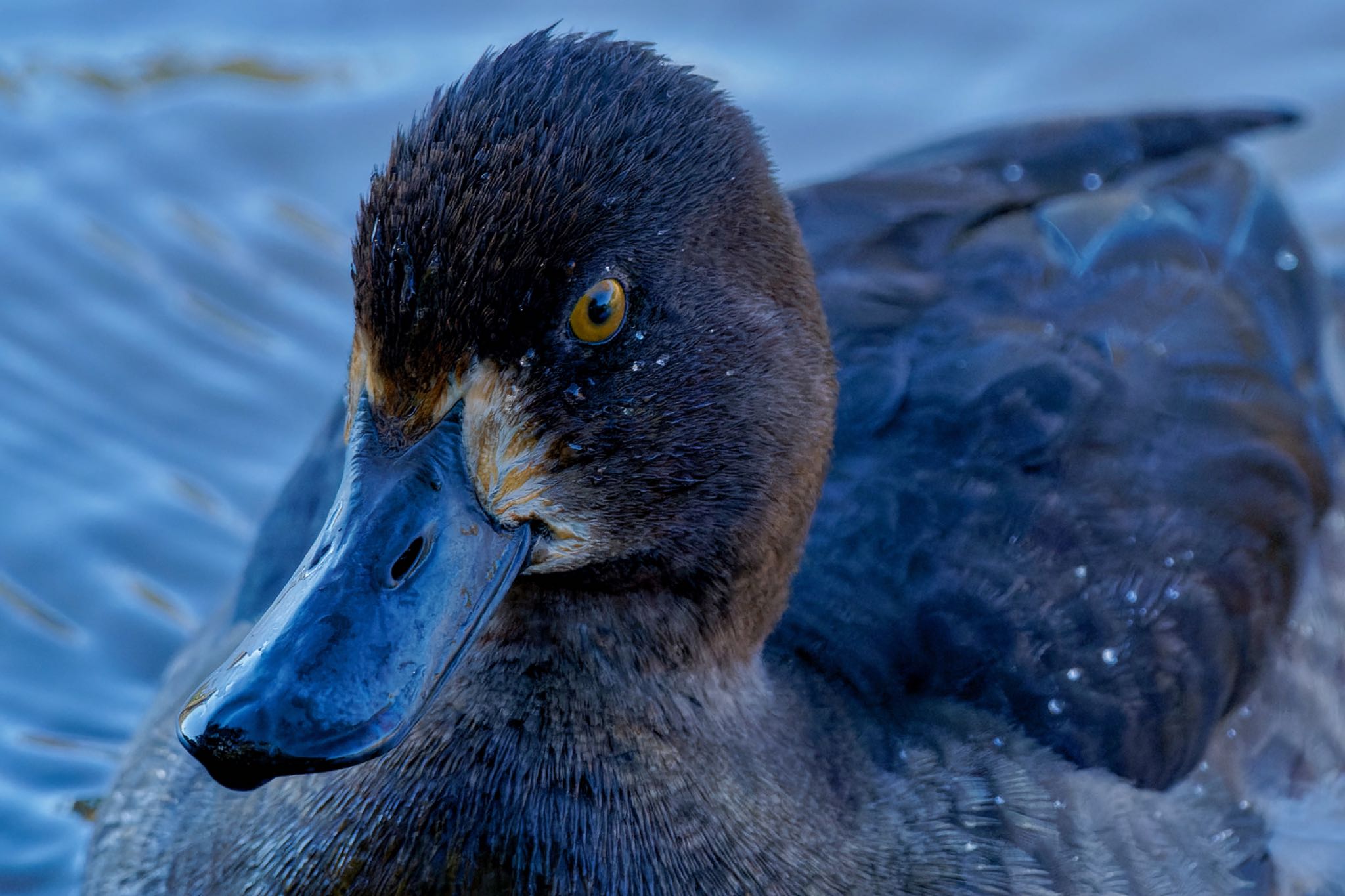 Tufted Duck